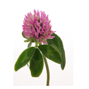 Red clover, red clover flower, red clover supplement, red clover menopause, hot flush, hot flash, menopause supplement, menopause symptoms