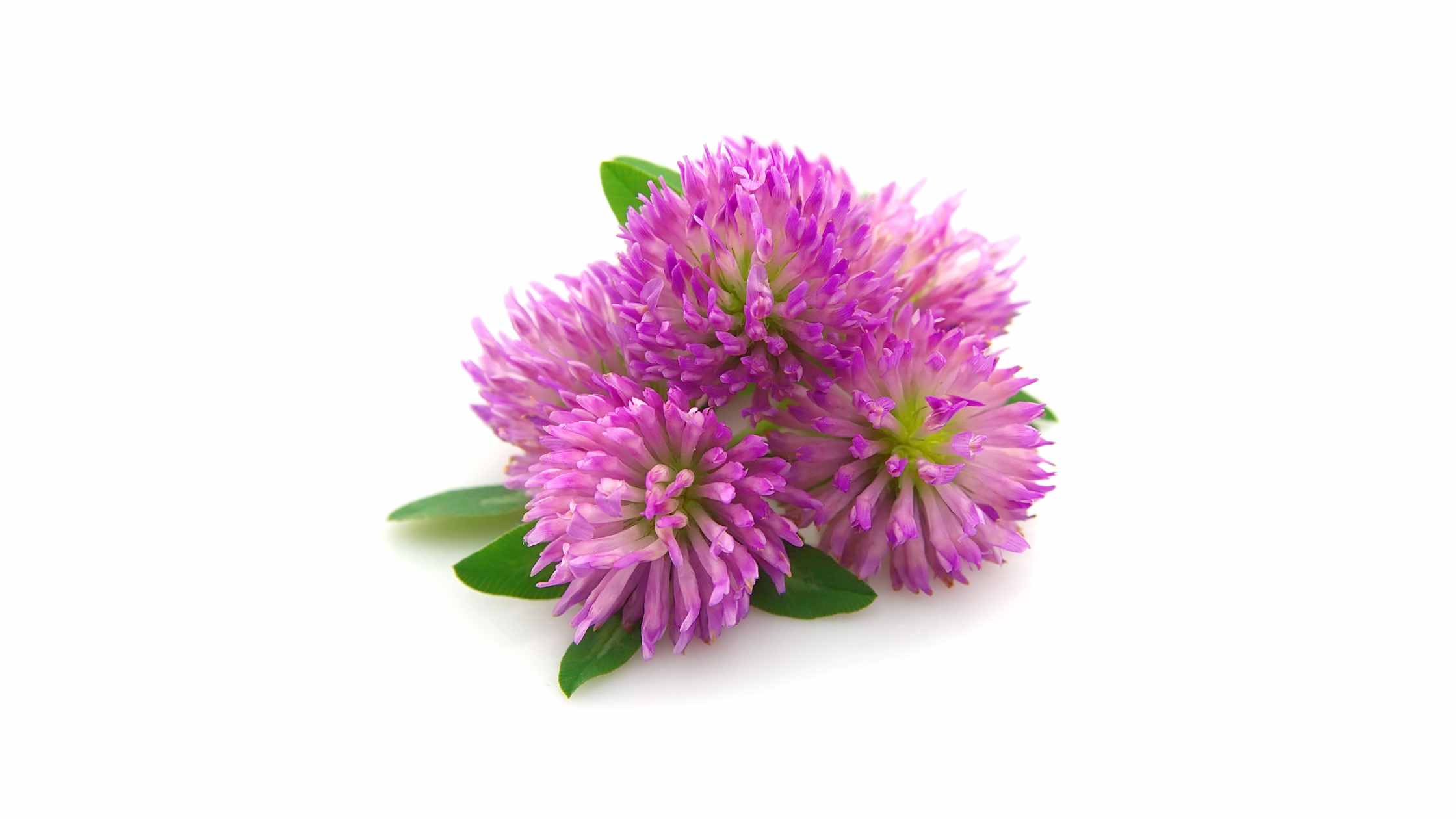 WHAT IS RED CLOVER