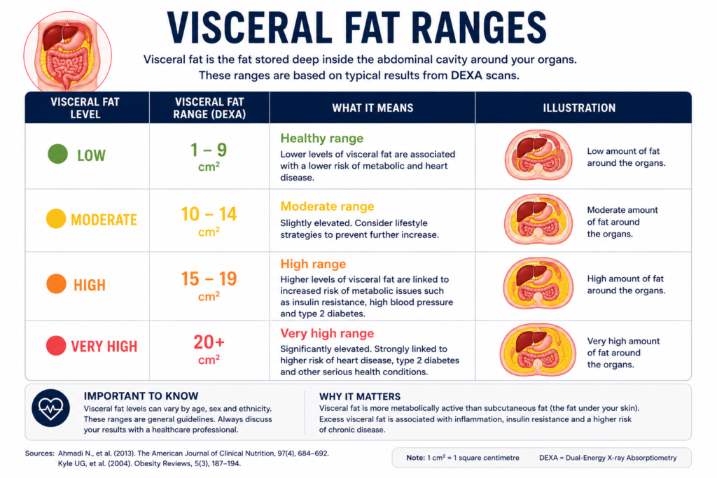 understanding visceral fat, what is visceral fat